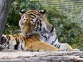 ZOO-Viden 24 srpen 2014 054.JPG